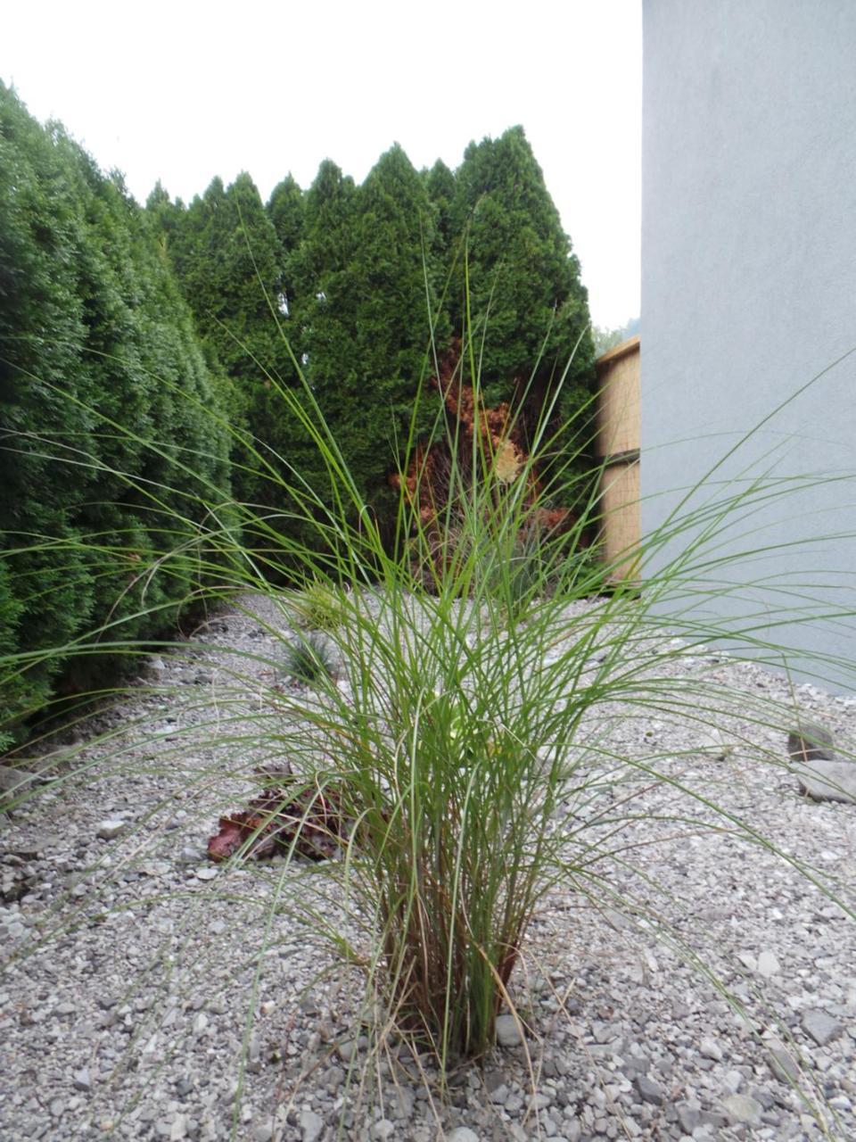 Burnout Wildalps Appartement Wildalpen Buitenkant foto
